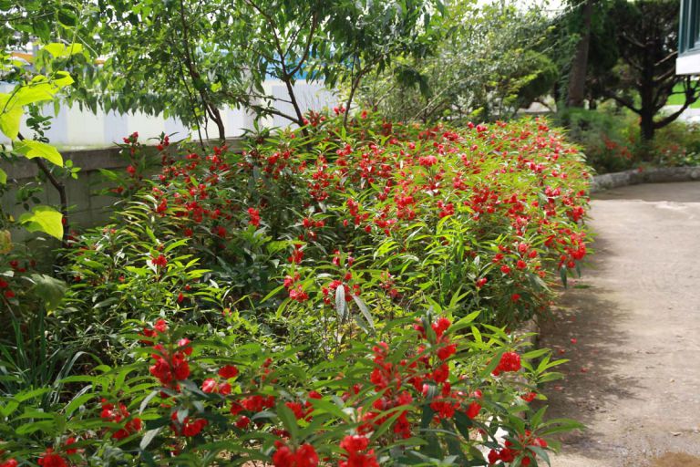 요양원 주변 봉숭아가 이쁘게 폈네요