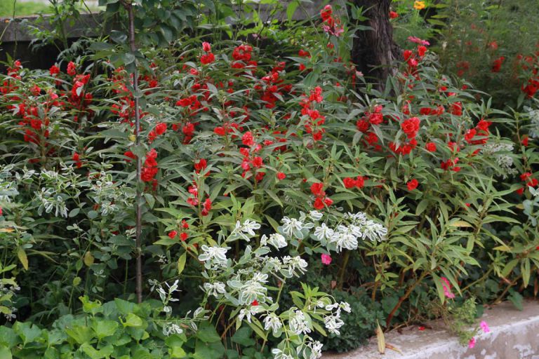 봉숭아가 이쁘게 폈네요~